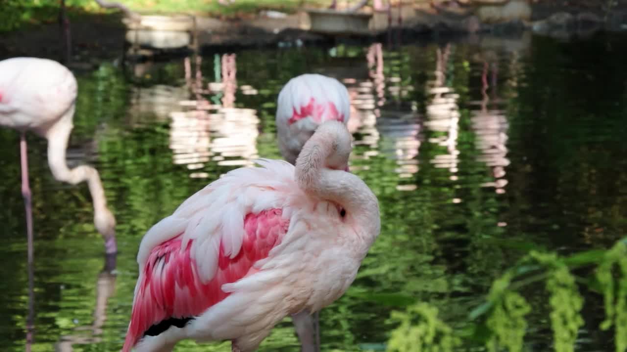 粉红火烈鸟的特写镜头。清理羽毛视频素材