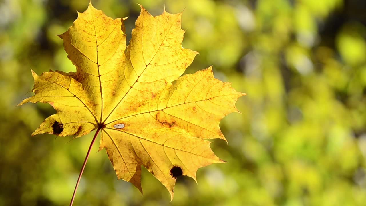 秋天的枫叶在树木的背景上。视频下载