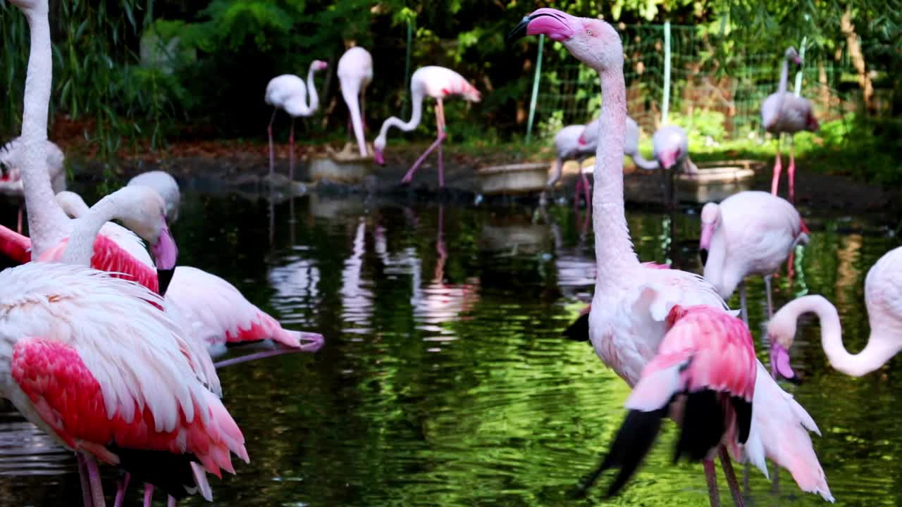 公园里美丽的粉红色火烈鸟。喝水库里的水视频素材