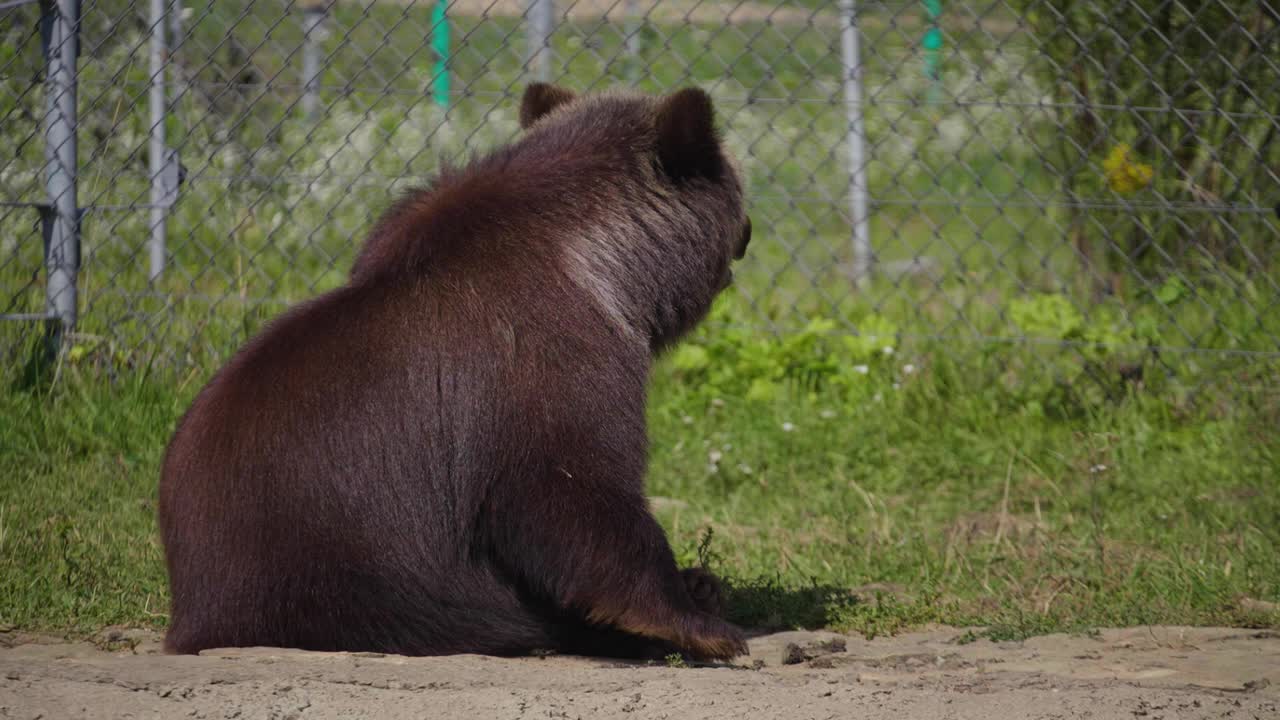 动物园里的野熊视频下载