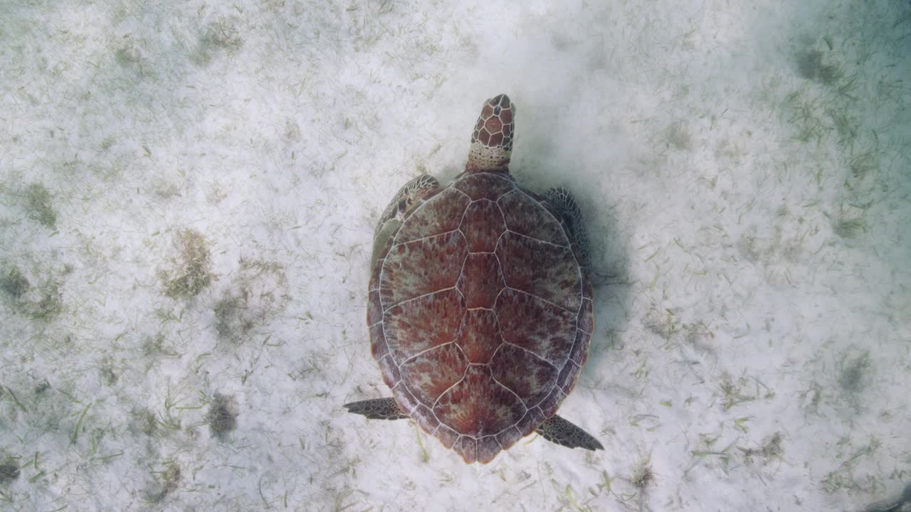 吃海草的绿海龟视频素材