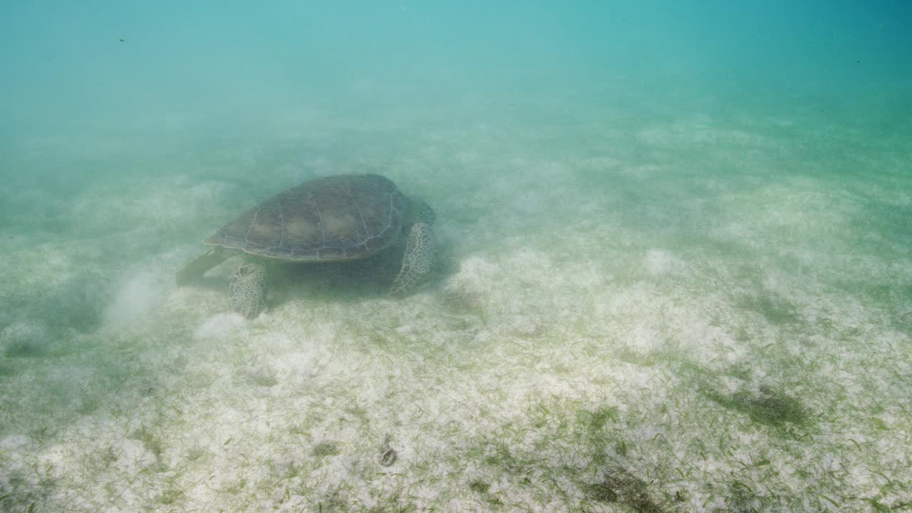 吃海草的绿海龟视频素材