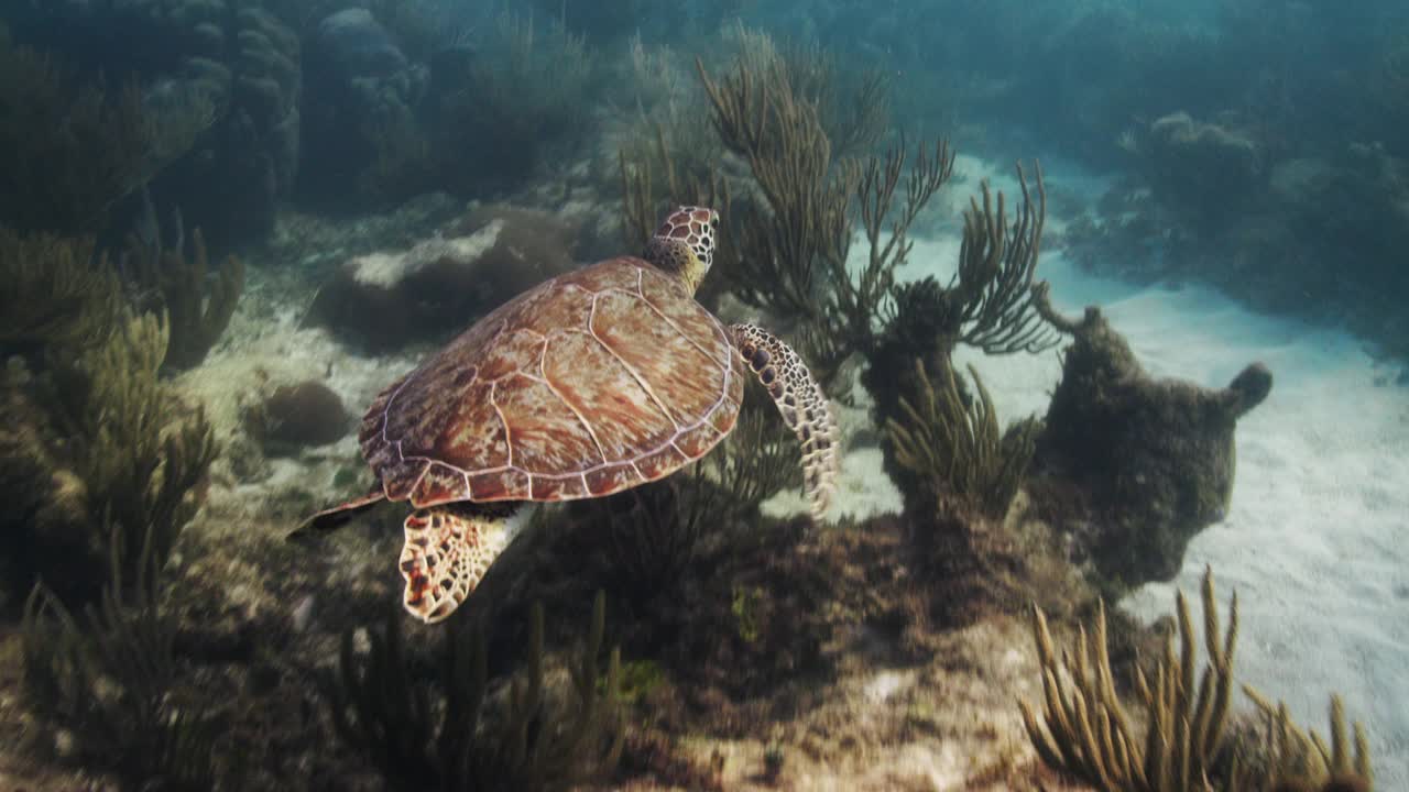 绿海龟游过礁石视频素材