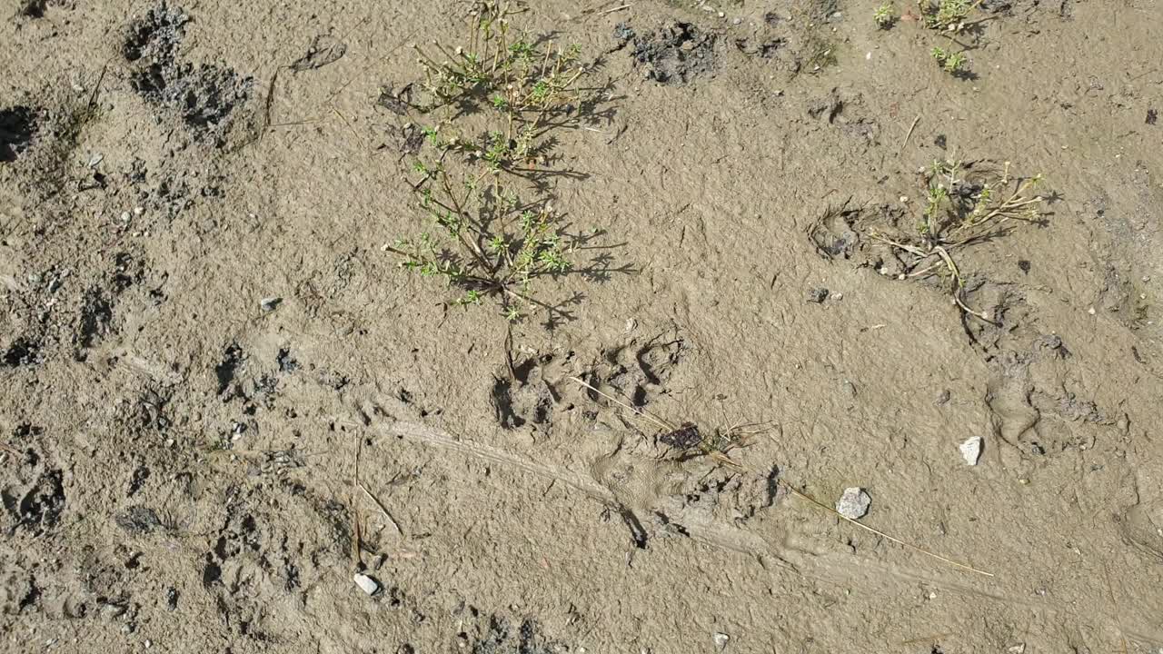 沙上有亚洲野狗的爪印。视频下载