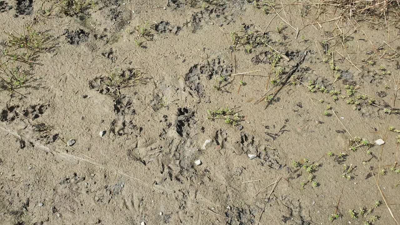 沙上有亚洲野狗的爪印。视频下载