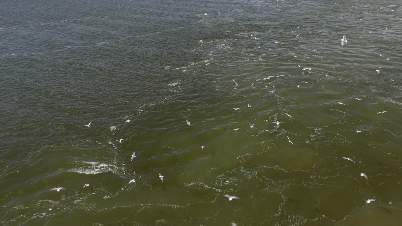 在赫尔辛基，一艘船把水搅浑后，海鸥在捕捉食物。视频素材