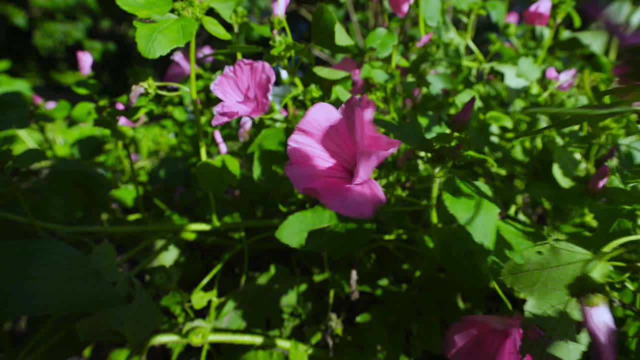 粉红色风铃草或花钟，生长在花坛上，随风摇摆。视频素材