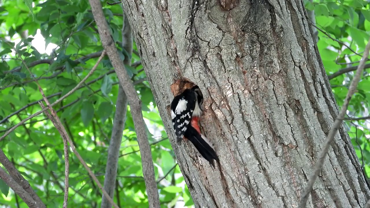 大斑点啄木鸟在鸡龙山/公州市，忠南道，韩国视频素材