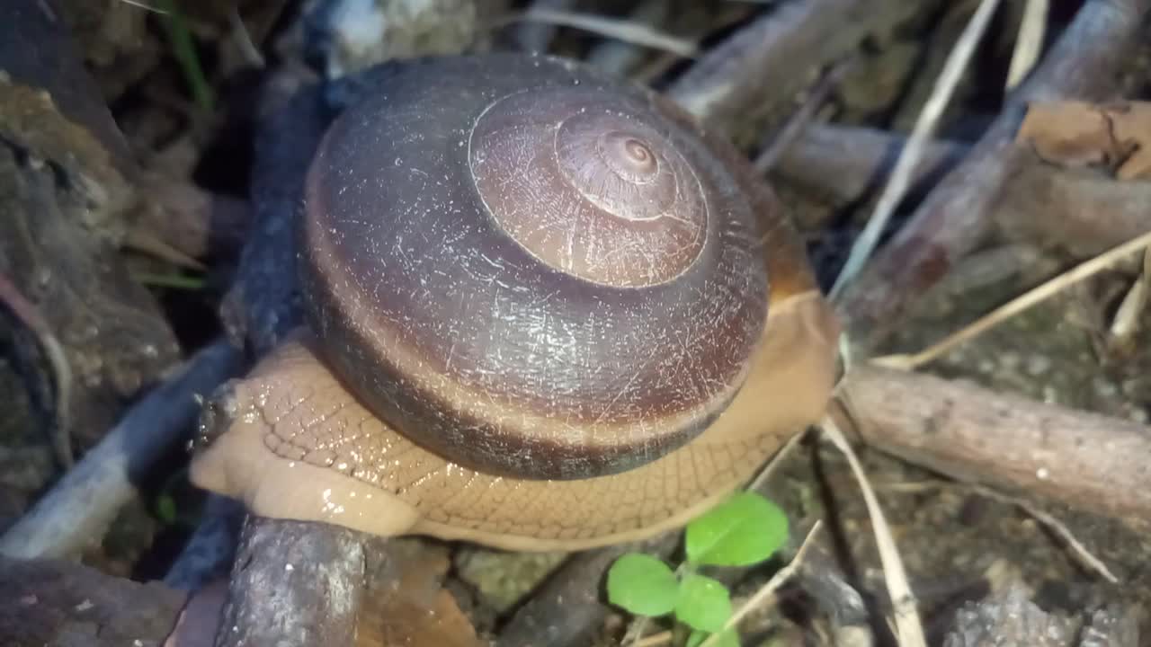 蜗牛在森林视频素材