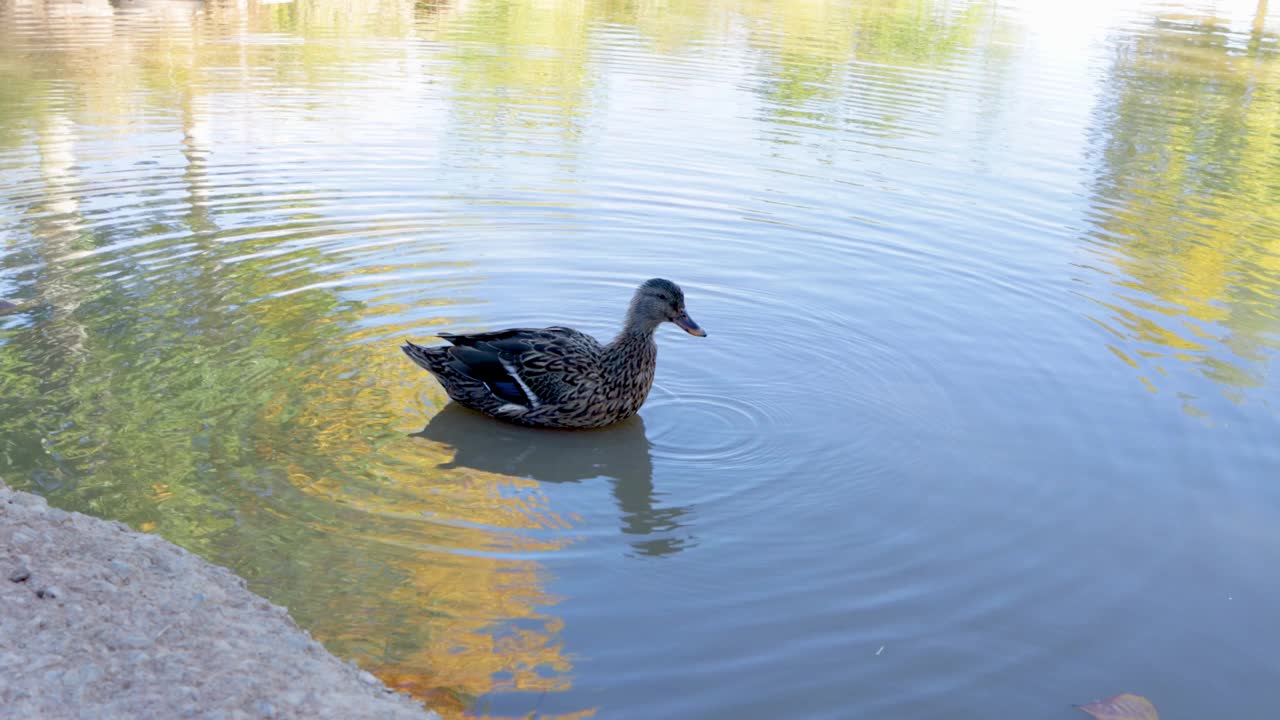 池塘里一只普通的鸭子视频素材