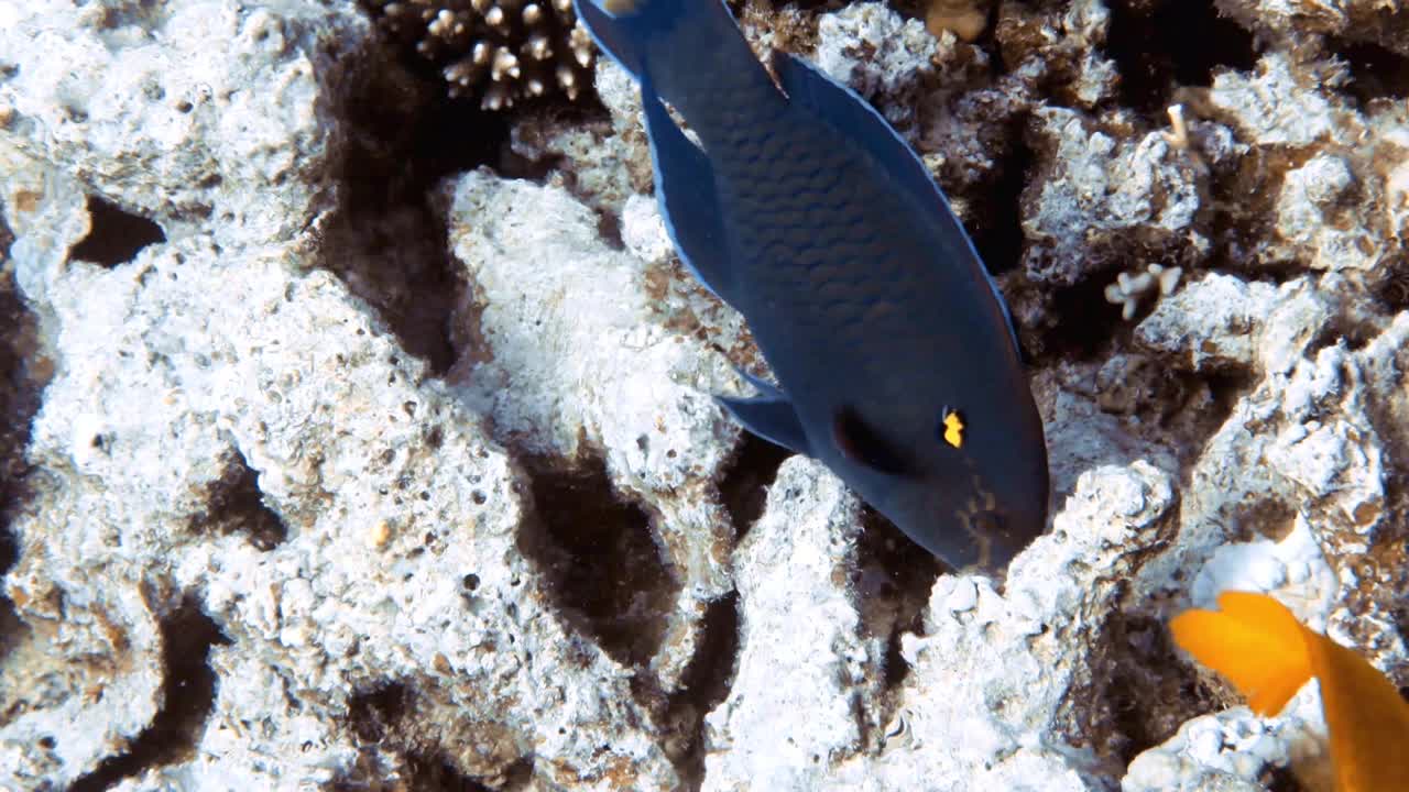 4k视频镜头的黑鹦嘴鱼(Scarus niger)在红海，埃及视频素材