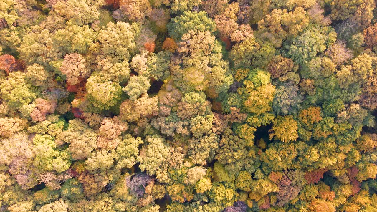 秋天落叶林的鸟瞰图视频下载