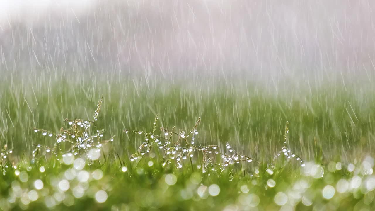 夏天，雨滴落在绿草上的特写视频素材