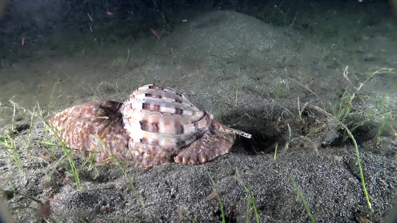 印度尼西亚海底海底的海蜗牛。视频下载