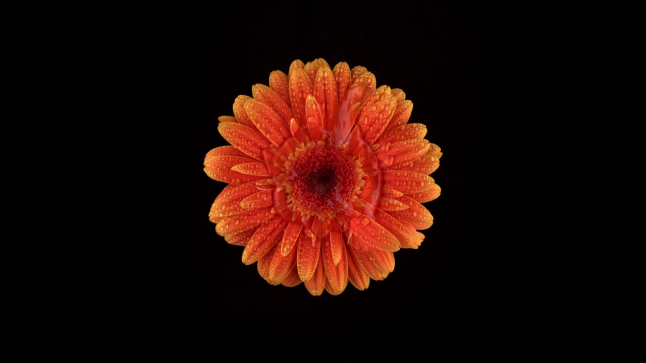 水在超级慢动作旋转橙色戈柏雏菊花。使用幻影Flex 4K相机拍摄。视频下载