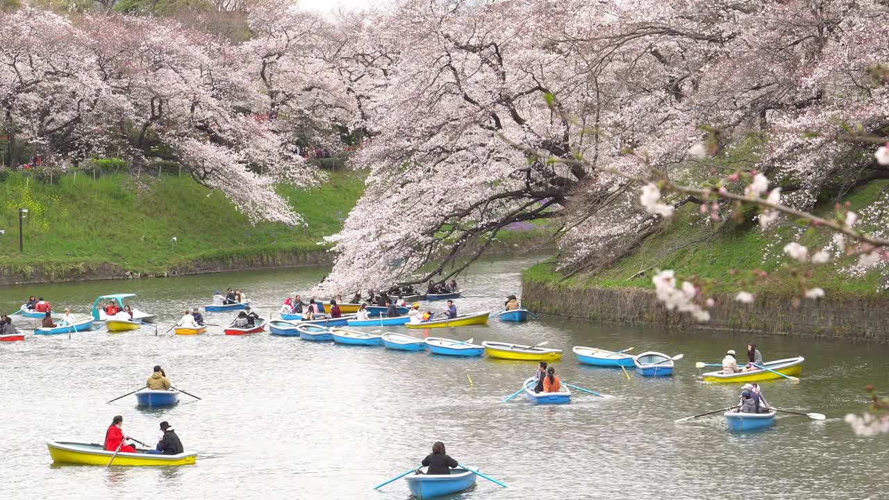 樱花花瓣飘落在日本东京的千origafuchi公园视频下载