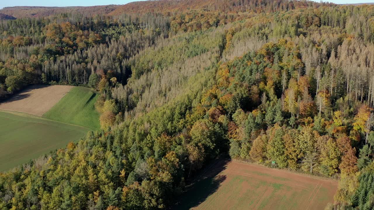 秋天森林的色彩视频素材
