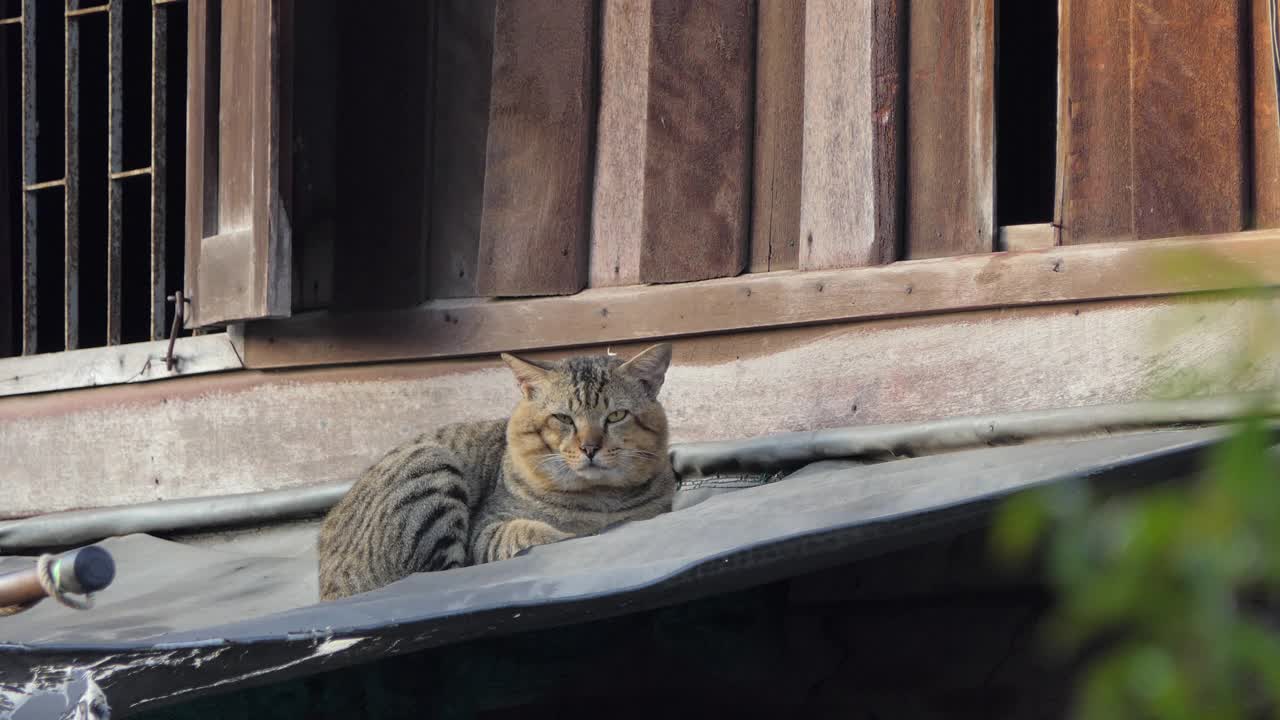 早上猫在屋顶上休息。视频下载