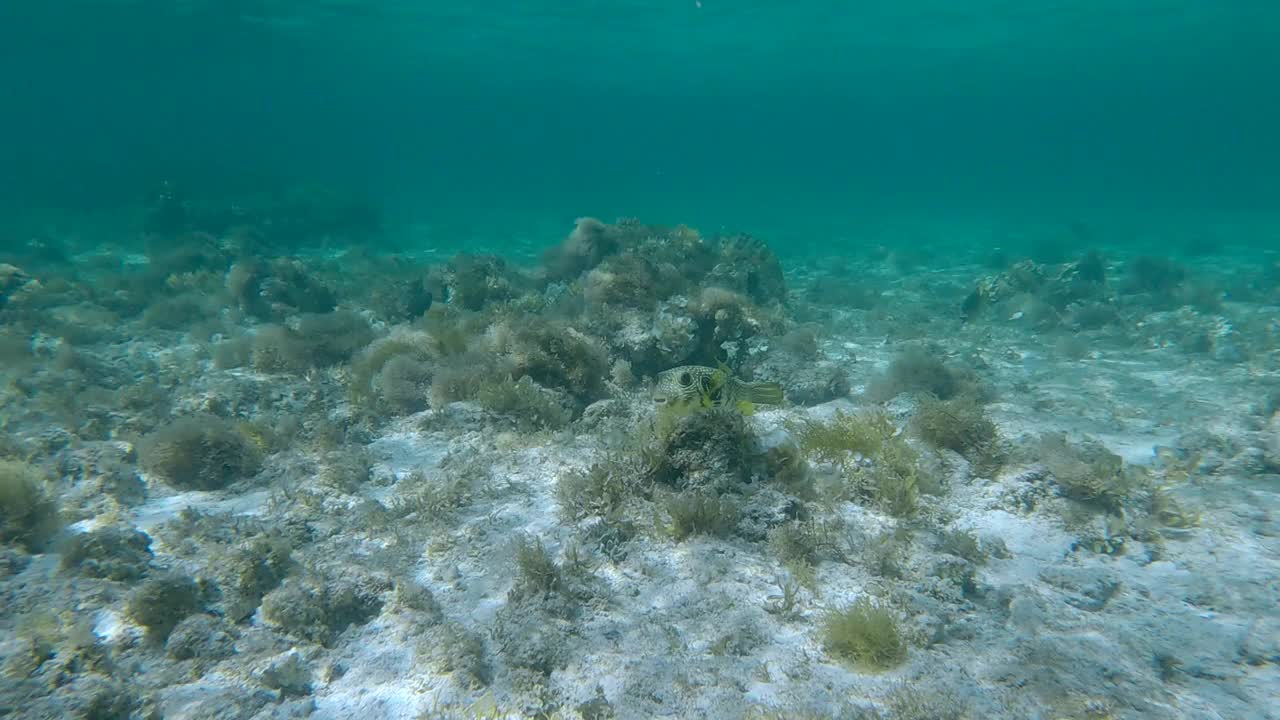 热带鱼游过浅水中覆盖着藻类的沙洲。褐藻(马尾藻属)和红藻(粘藻属)视频素材