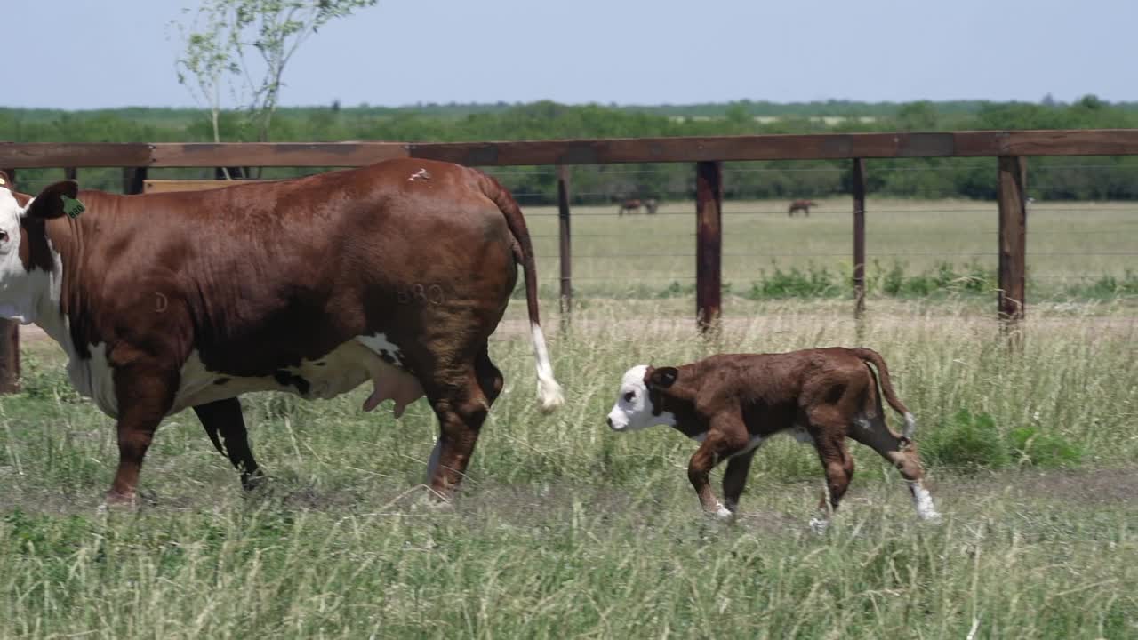 一头母牛舔她刚出生的小牛视频下载