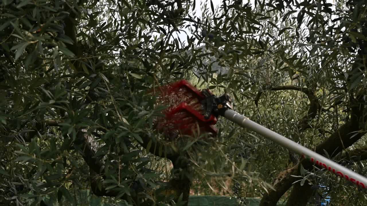 液压手在慢动作采摘橄榄视频素材