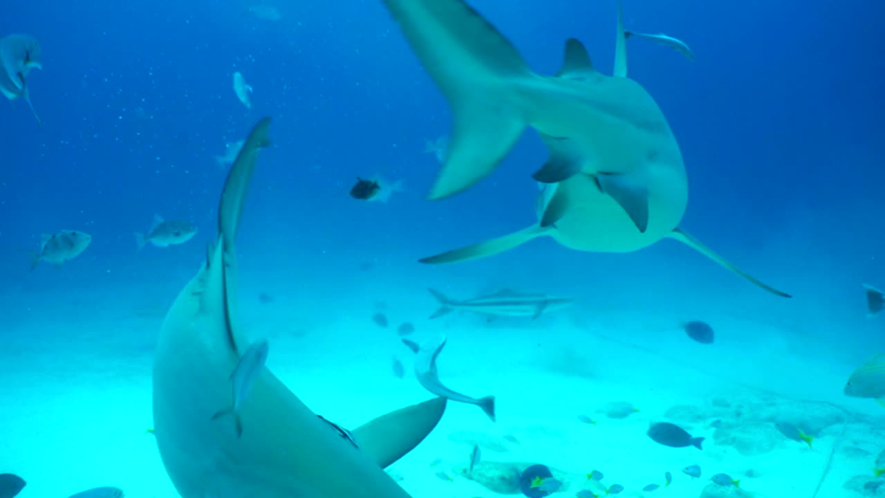 鲨鱼在海底游泳的特写镜头——墨西哥的普拉亚德尔卡门视频下载