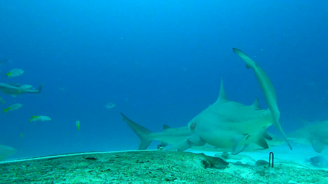 鱼群和鲨鱼在海洋中游泳-普拉亚德尔卡门，墨西哥视频下载