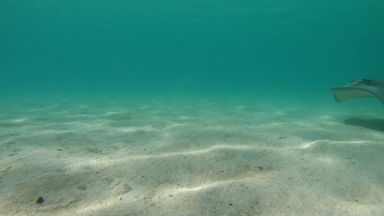 蝠鲼在绿松石海的海底游泳-莫奥里亚，法属波利尼西亚视频下载