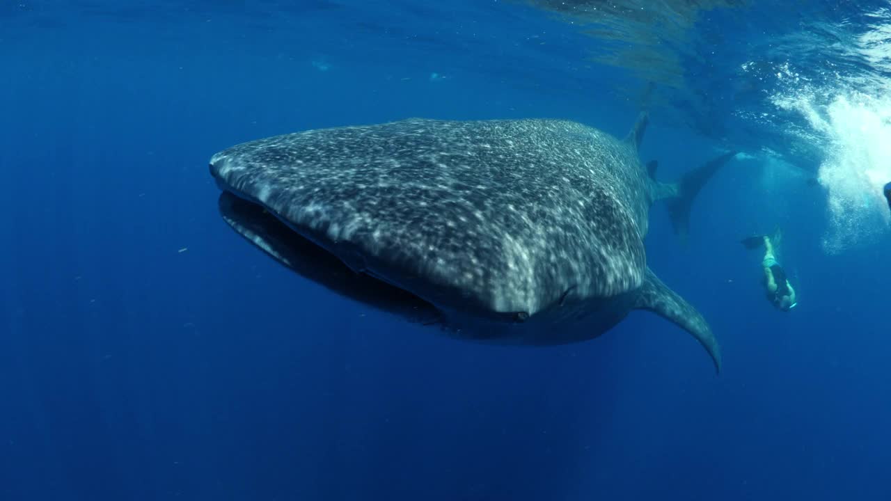 鲸鲨和男性游客在蓝海中游泳的特写镜头——墨西哥的Isla Mujeres视频下载