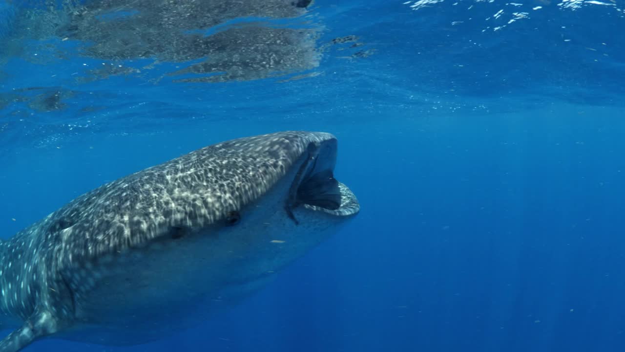 一只大鲸鲨在蓝海中游动的美丽镜头——墨西哥的Isla Mujeres视频下载