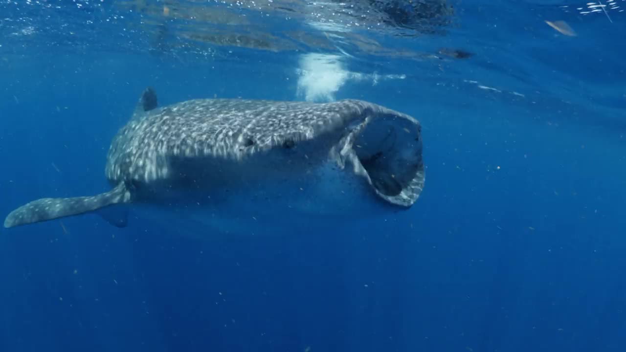 鲸鲨在海里游泳喝水的特写镜头——墨西哥的Isla Mujeres视频下载