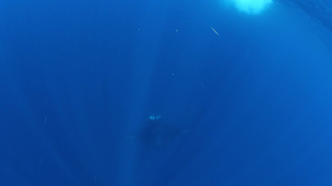 一只大蝠鲼在蓝色的海洋中游泳的美丽镜头——墨西哥的Isla Mujeres视频下载