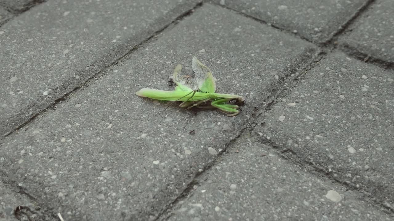 被压扁的螳螂躺在人行道上，蚂蚁在上面爬来爬去，摄像头跟踪视频下载