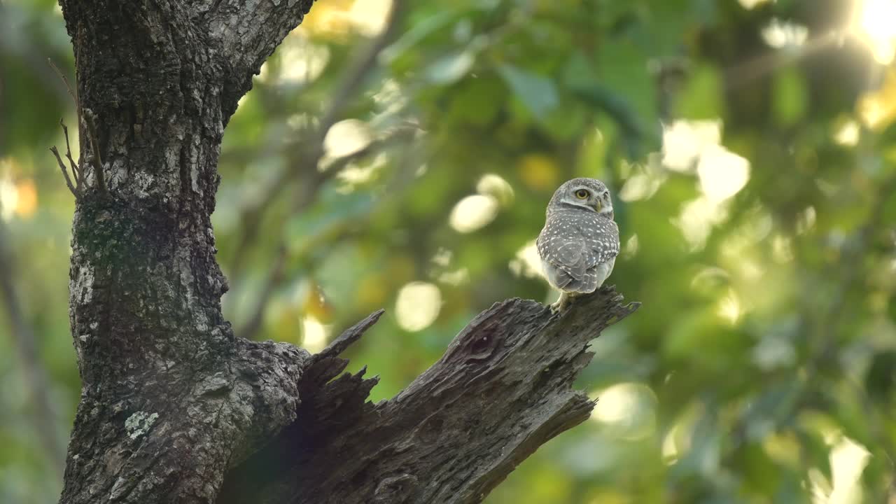 自然中的小猫头鹰，野生动物的真实场景视频下载
