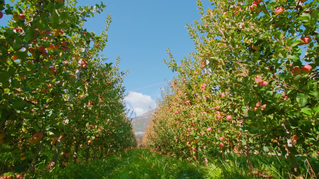 狭窄的草路沿着一排排长长的苹果树伸展开来视频下载