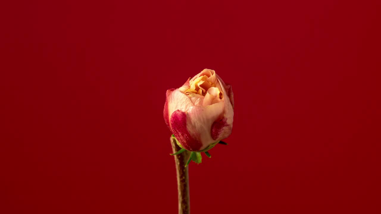 一棵木槿花在红色背景上盛开并生长。盛开的百合花。视频素材
