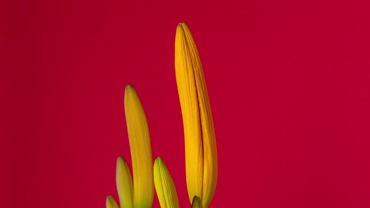 在红色背景上，一朵百合花盛开、生长和旋转的4k时间流逝。盛开的百合花。视频下载