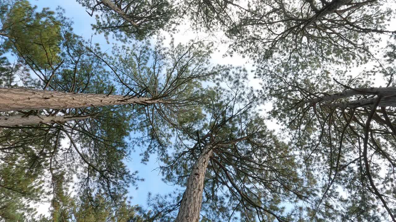 针叶林，松树冠，旋转从下面看。视频素材