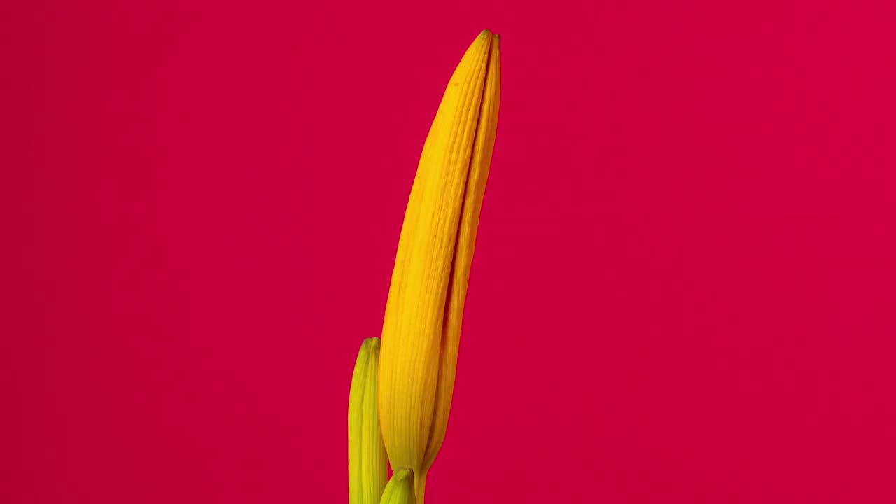 在红色背景上，一朵百合花盛开、生长和旋转的4k时间流逝。盛开的百合花。视频下载