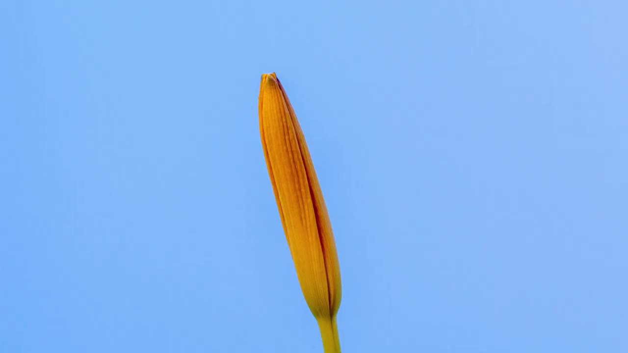 一朵百合花在蓝色背景上盛开、生长和旋转，时间间隔为4k。盛开的百合花。视频下载