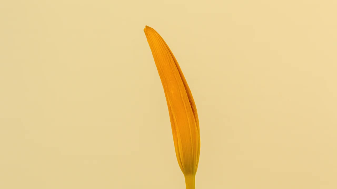 一个百合花盛开，生长和旋转在黄色背景4k时间流逝。盛开的百合花。视频下载