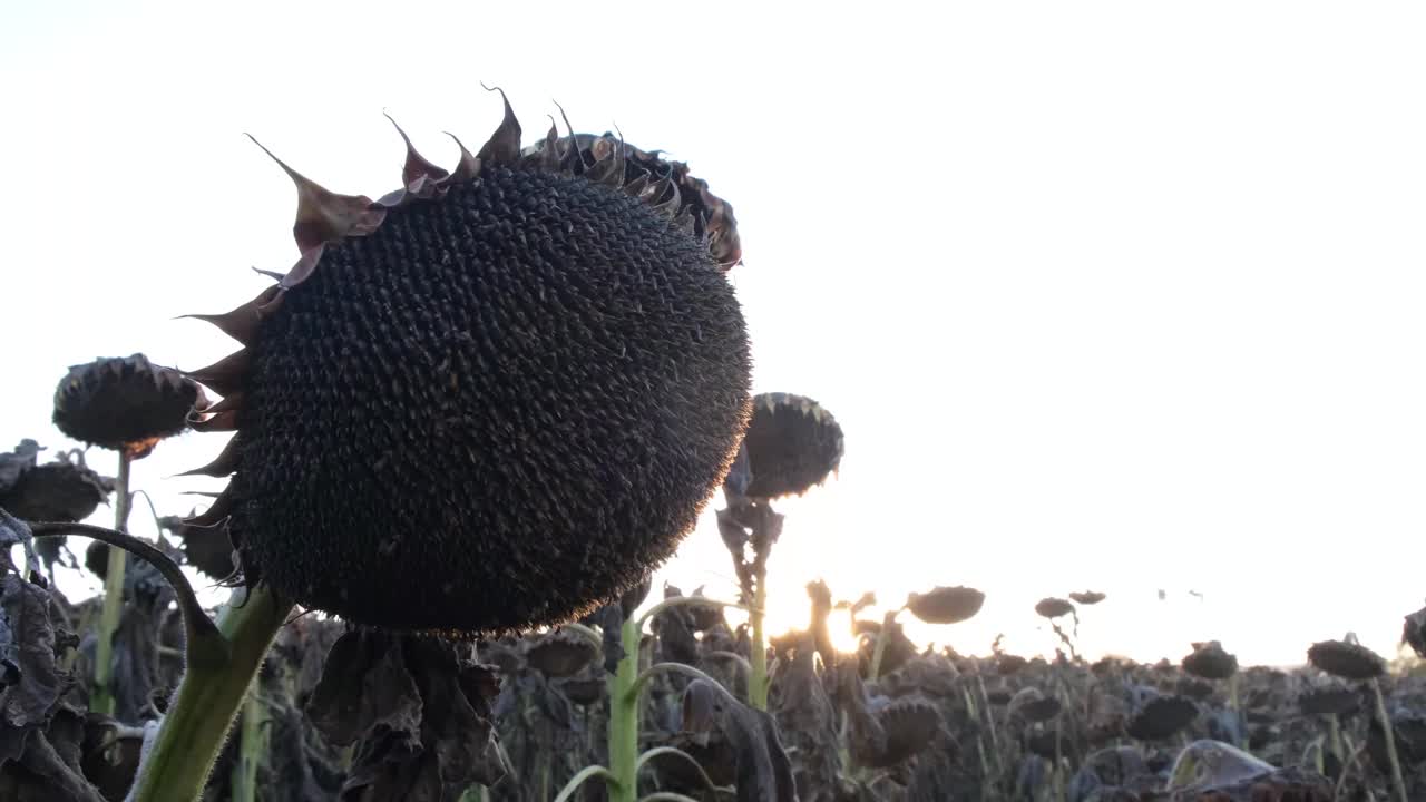 向日葵在太阳落山前枯萎了。视频下载