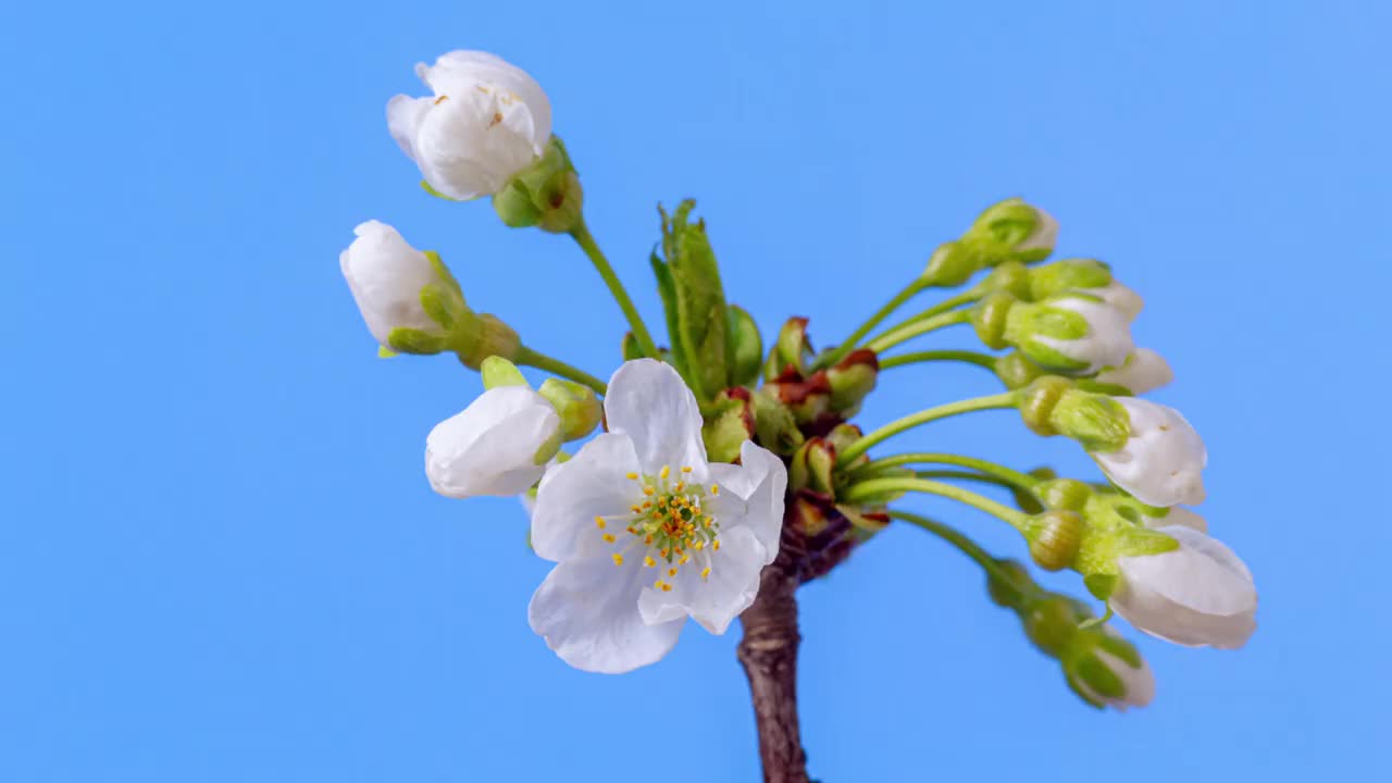 4k时间流逝的一棵甜樱桃树的花开花生长和旋转的蓝色背景。盛开的小白色梅花。以9:16的比例延时。视频素材