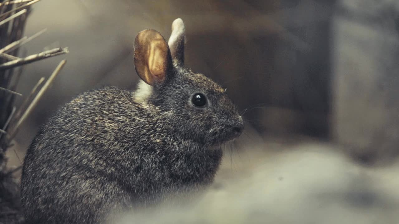 墨西哥火山兔子视频下载