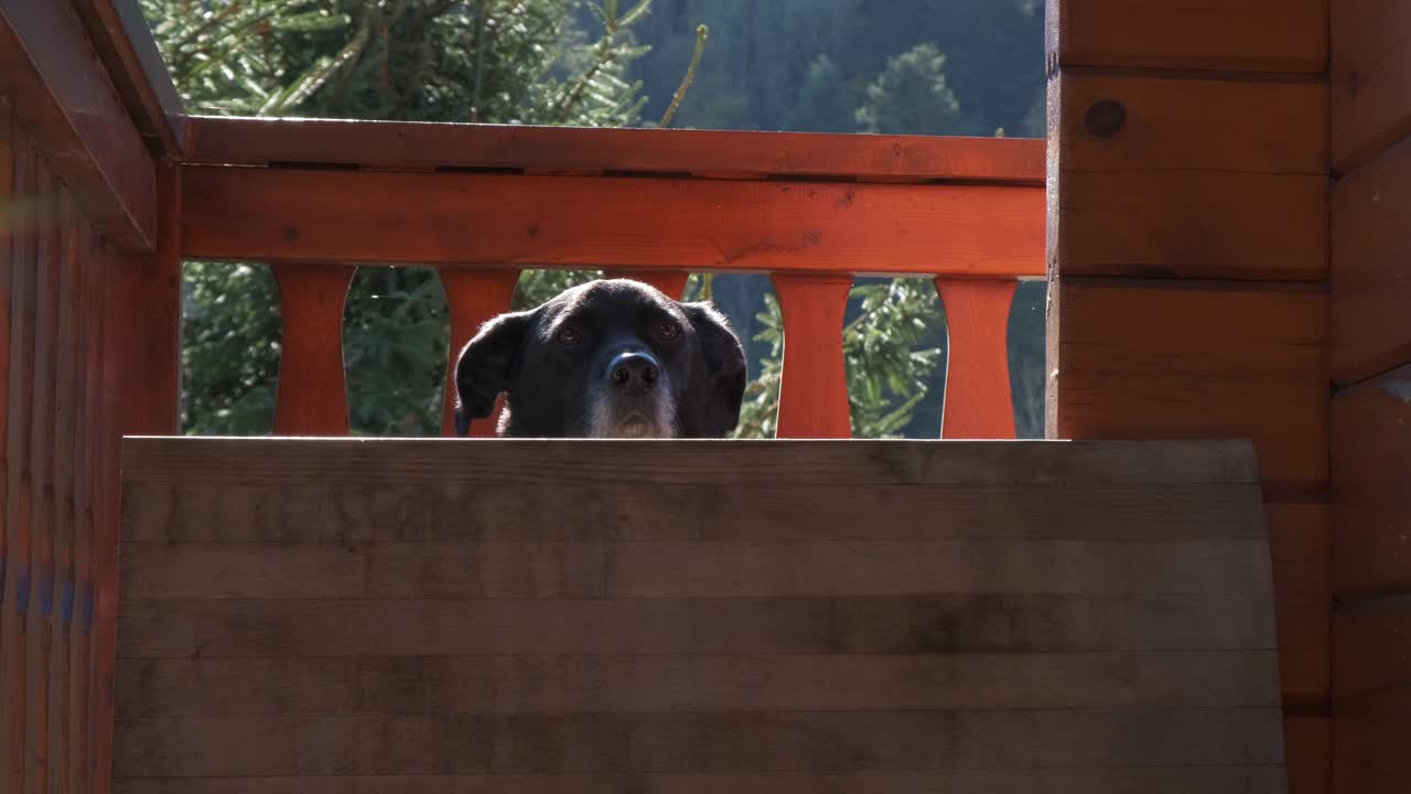 可爱的黑狗在阳光下等待木栅栏后视频下载