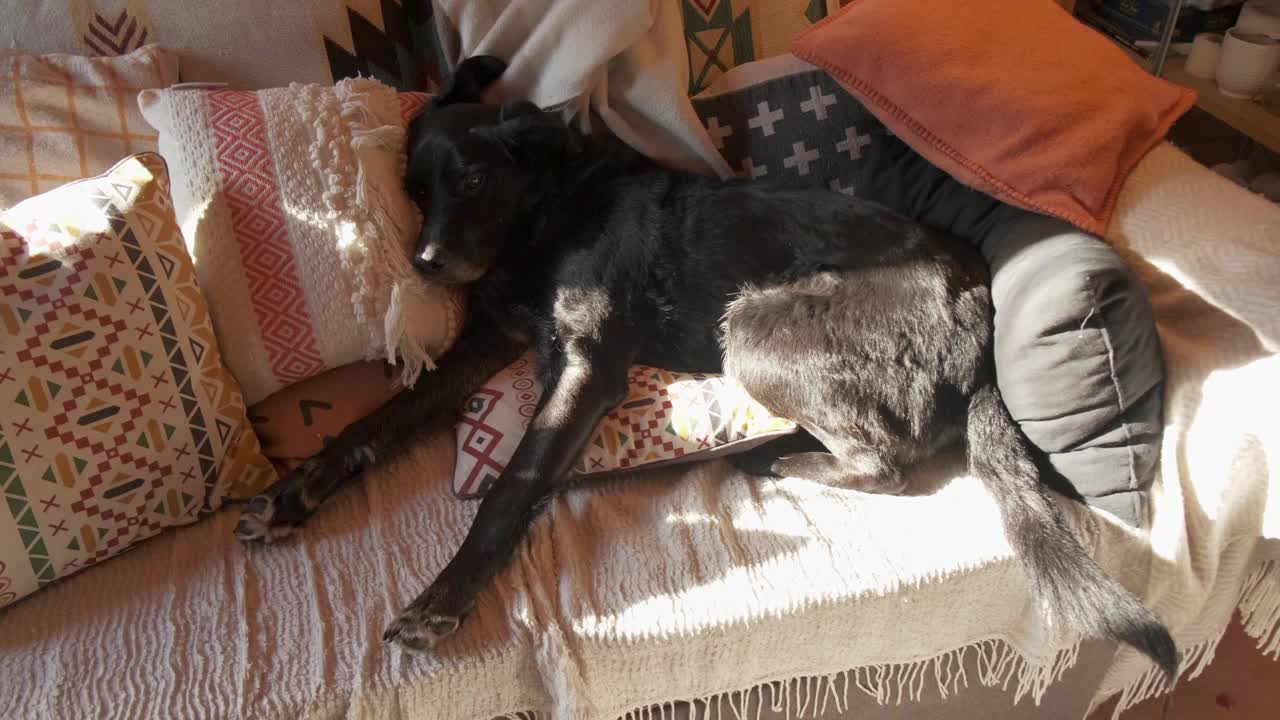 可爱的黑狗躺在沙发上，快乐地摇着尾巴，可爱的眼睛视频下载
