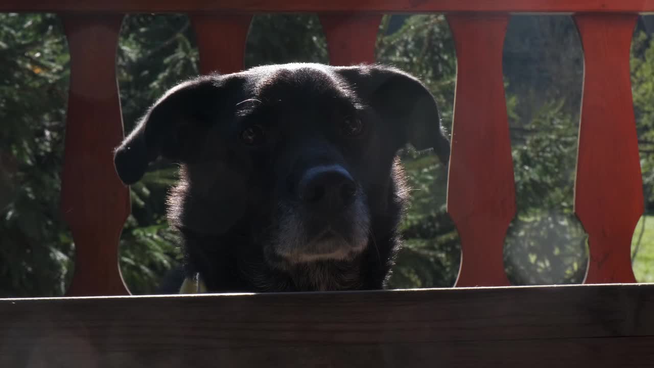 可爱无聊的黑狗在阳台的木栅栏后等待阳光视频下载