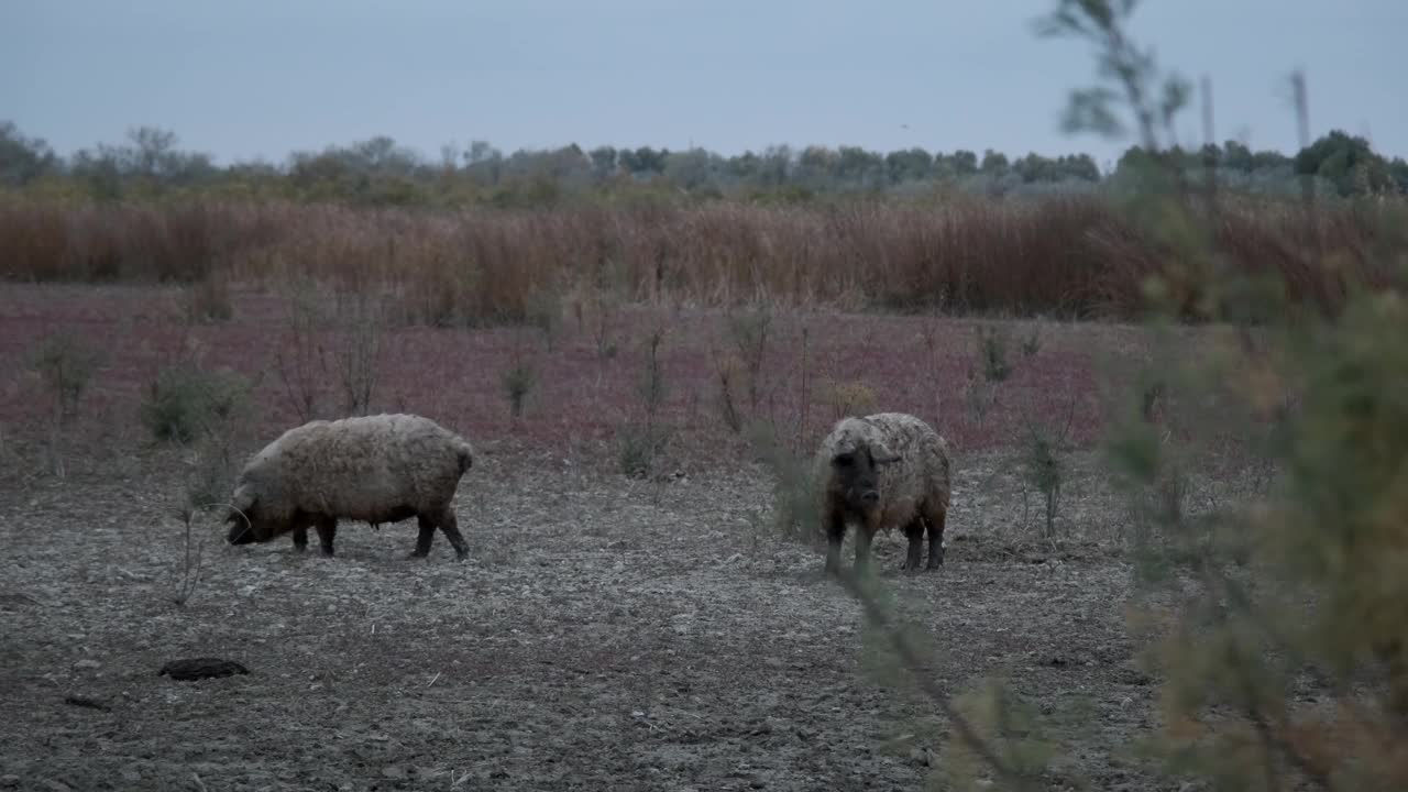 在秋天的草地上，野猪(Sus scrofa)正带领着一群野猪(野猪-猪杂交)视频素材