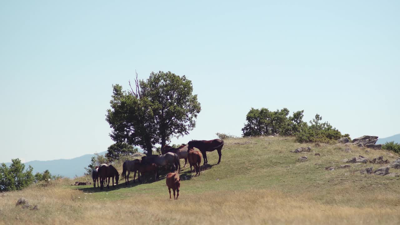 在高海拔地区吃草的马视频素材