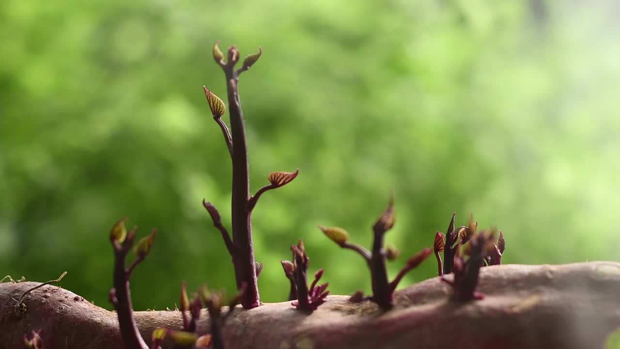发芽的红色马铃薯与绿色背景视频下载